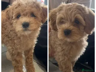 Shihpoo dogs **READY TO GO** 💙💗2 Shihpoos - Advert 2