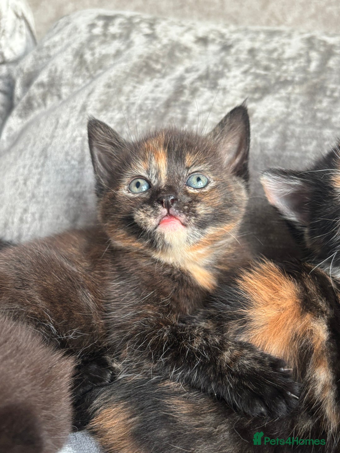 Mixed Breed cats for sale: 3 Adorable Kittens - Advert 3