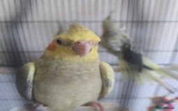 Cockatiels birds for sale: Young cockatiel for sale in Isleworth - Image 5