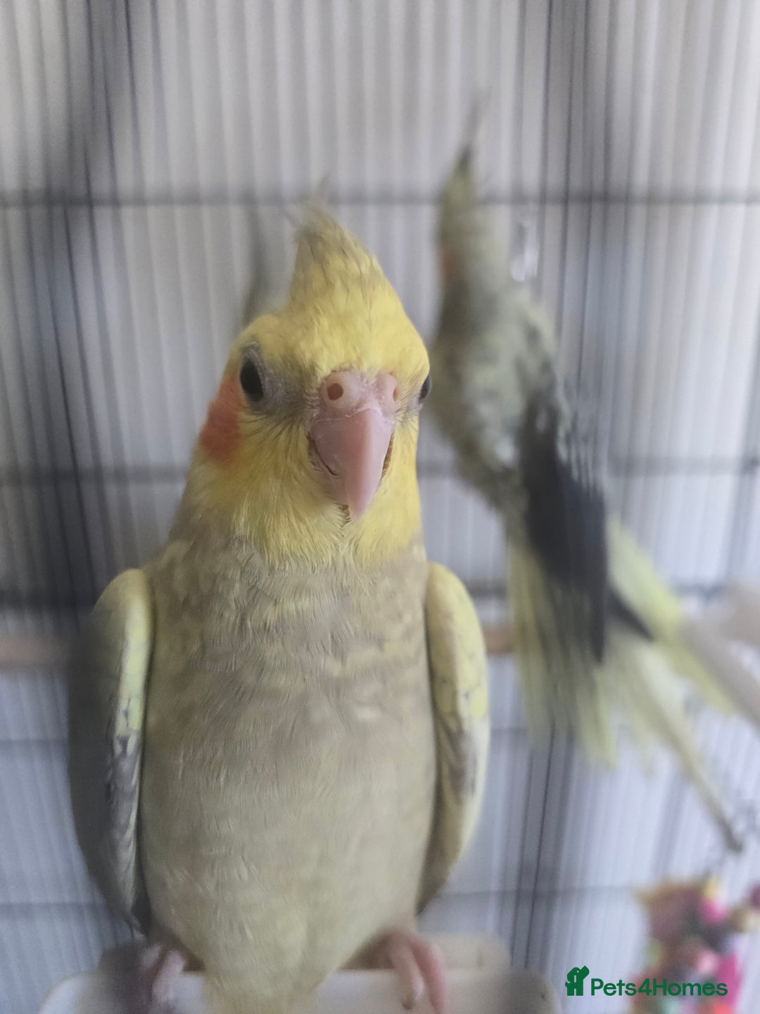 Cockatiels birds for sale: Young cockatiel for sale in Isleworth - Image 5