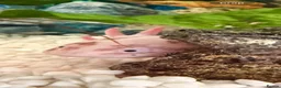 Axolotl reptiles for sale: Axolotl 2 years old  - Advert 2
