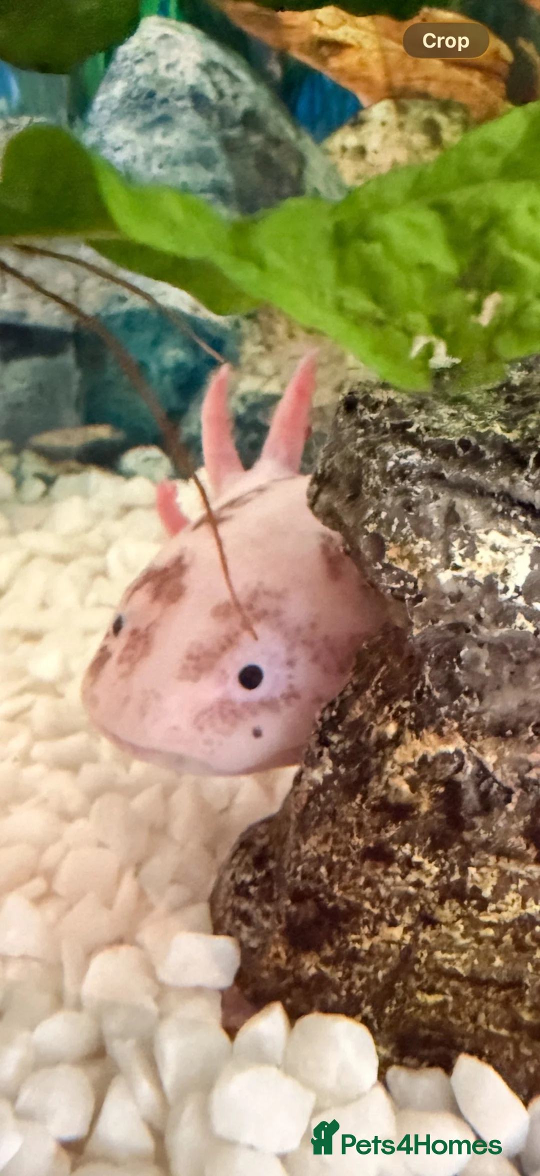 Axolotl reptiles for sale: Axolotl 2 years old  - Advert 2