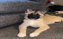Mixed Breed dogs for sale: 13 weeks old American Akita mix - Image 1