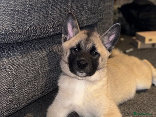 Mixed Breed dogs - Advert 11