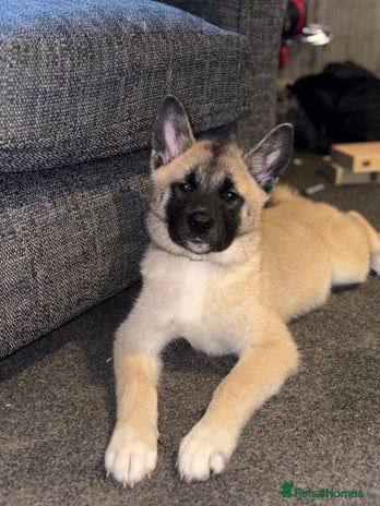Mixed Breed dogs - Advert 16