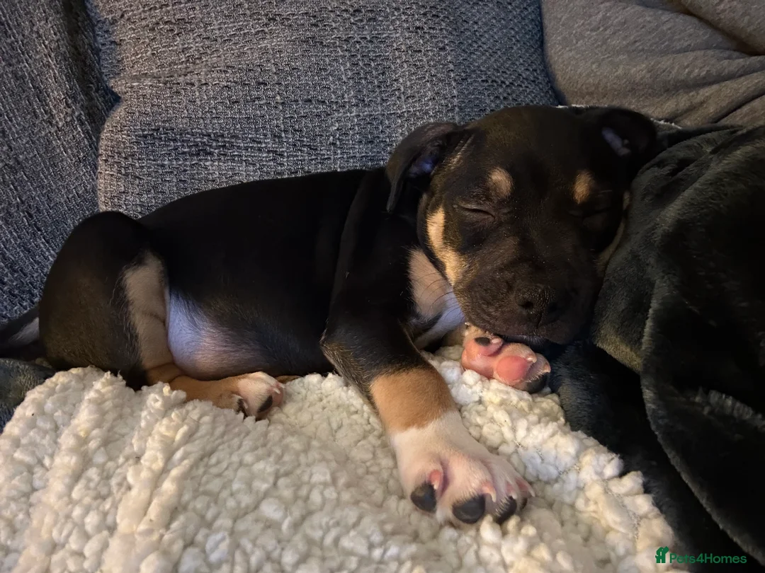 Mixed Breed dogs for sale: Staffy/American bulldog puppy - Advert 2