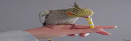 Cockatiels birds for sale: Hand reread silly tame DNA sexed baby cockatiels  - Advert 18