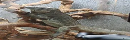 Mixed Breed reptiles for sale: Reptiles for sale mix of different ones  - Advert 6