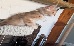Maine Coon cats for sale: Maine coon babies  - Image 20