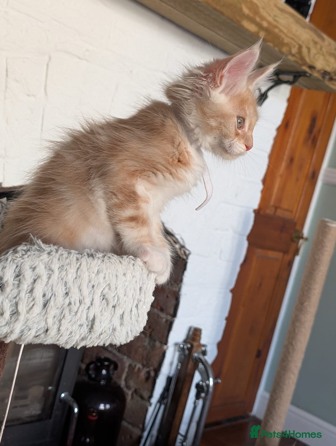 Maine Coon cats for sale: Maine coon babies  - Image 20