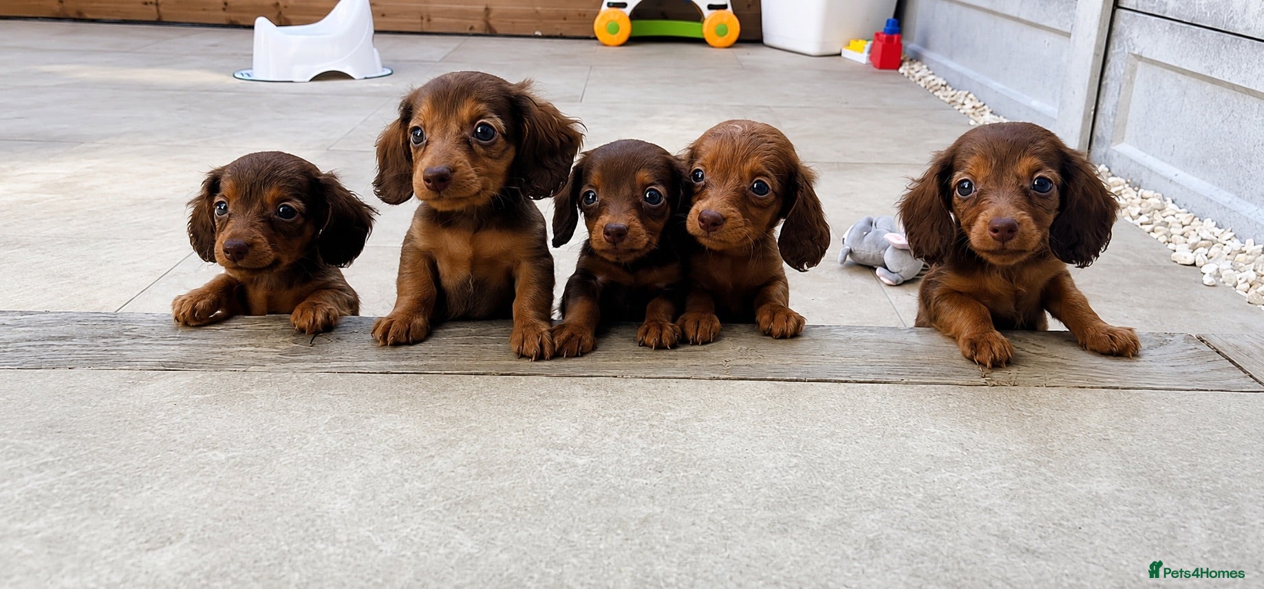 Miniature Dachshund dogs Miniature Long Hair Choc&Tan Dachshunds  - Advert 1