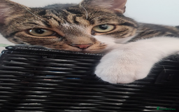 Mixed Breed cats for sale: FREE - CAT LOOKING FOR A NEW LOVING HOME - Image 2