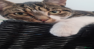 Mixed Breed cats - Advert 8