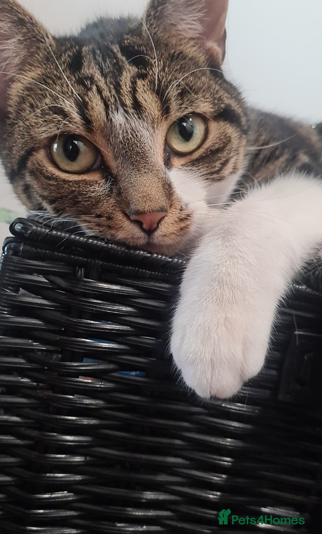 Mixed Breed cats for sale: FREE - CAT LOOKING FOR A NEW LOVING HOME - Image 2