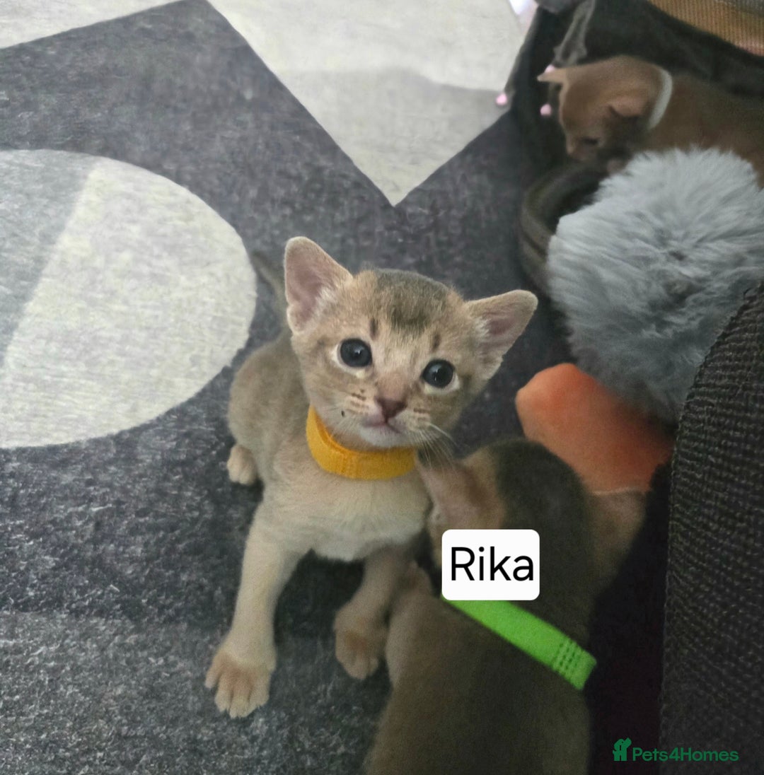 Abyssinian cats for sale: Abyssinian kittens for sale - Image 7