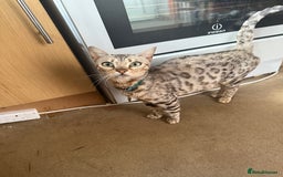 Mixed Breed cats for sale: 50/50 Bengal kittens - Image 1