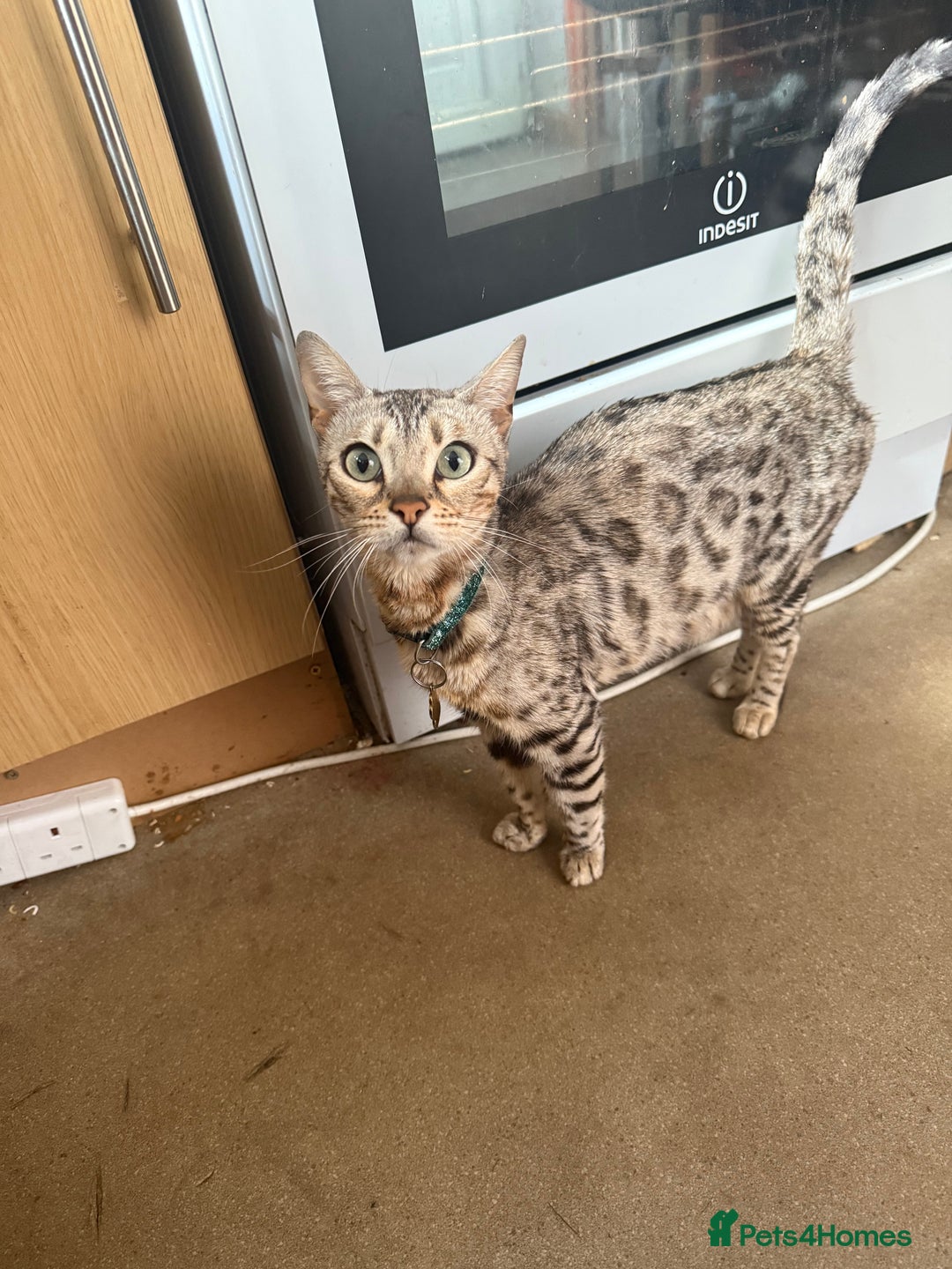 Mixed Breed cats for sale: 50/50 Bengal kittens - Image 1