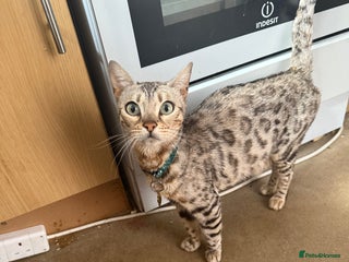 Mixed Breed cats - Advert 19