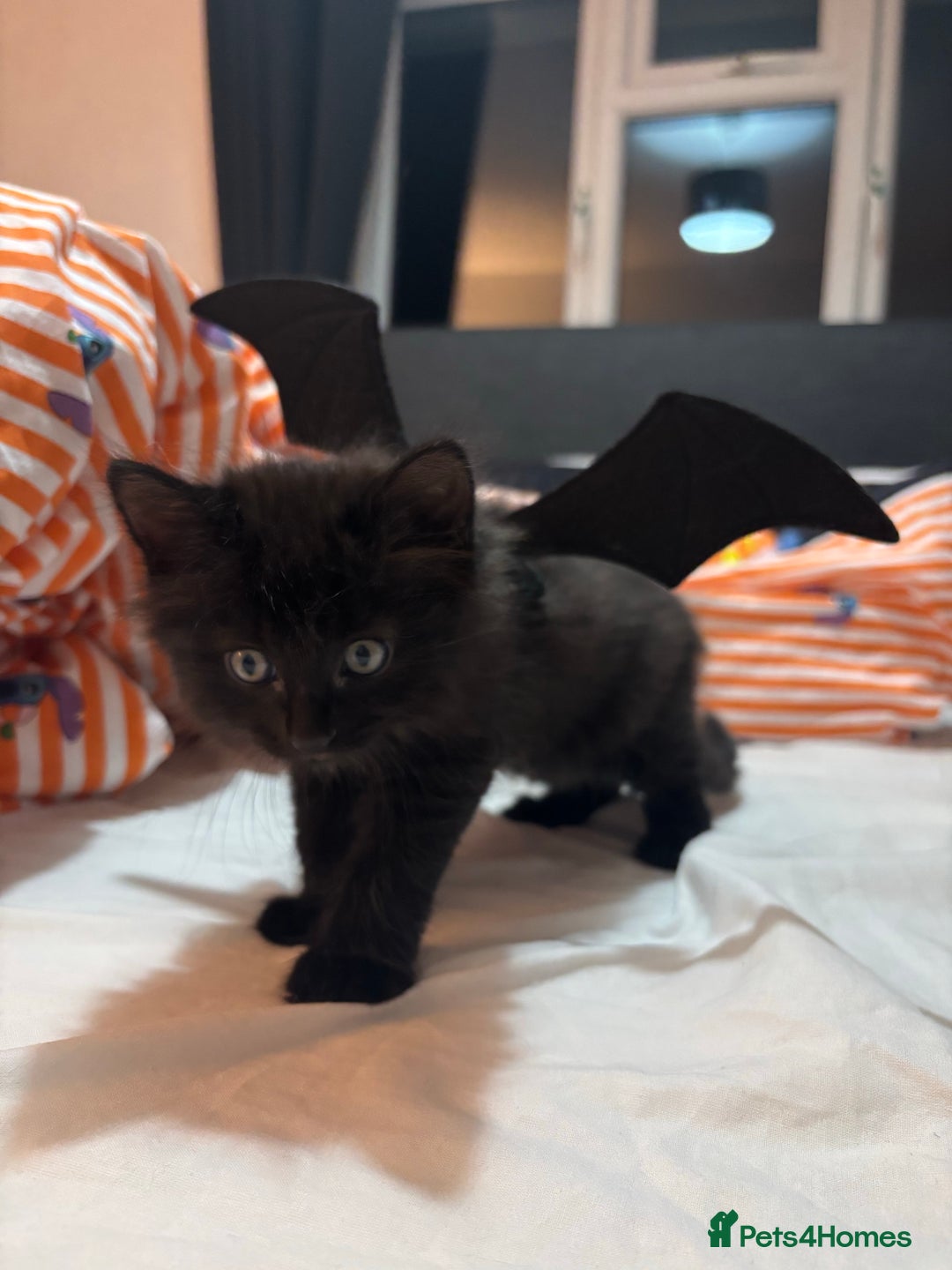 Gallery Image {{count}}