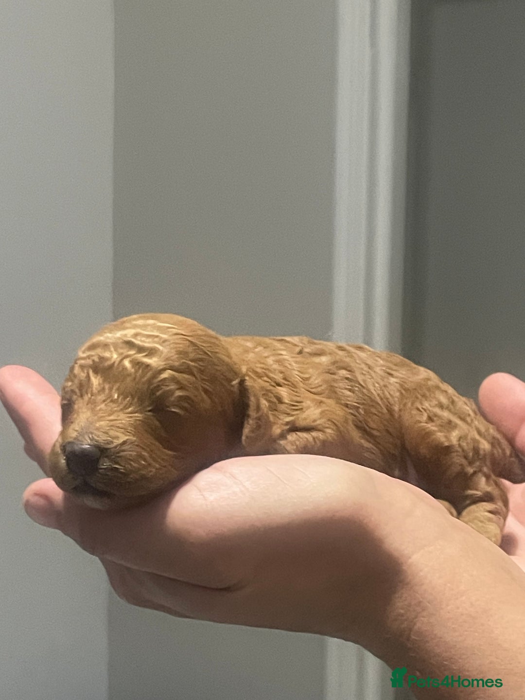 Toy Poodle dogs for sale: Red toy poodle  - Image 8