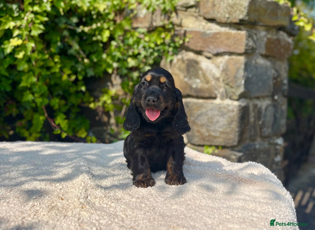 Cocker Spaniel dogs for sale: Black Tan and Chocolate Tan Show Cocker Spaniels  - Image 13