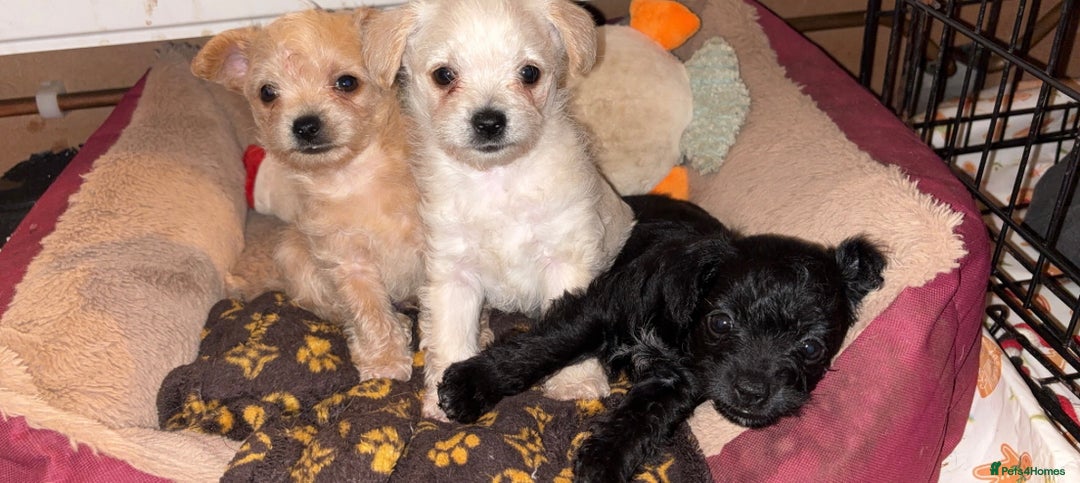 Chipoo dogs for sale: ChiPoo Puppies  - Advert 6
