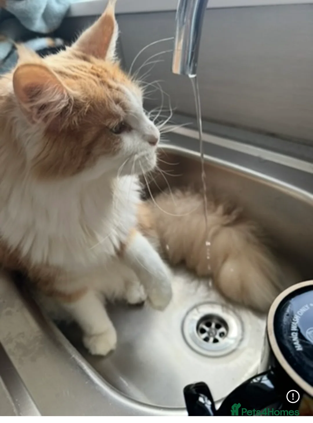 Maine Coon cats for sale: Maine coon kittens reds stunning pedigree’s  - Advert 21