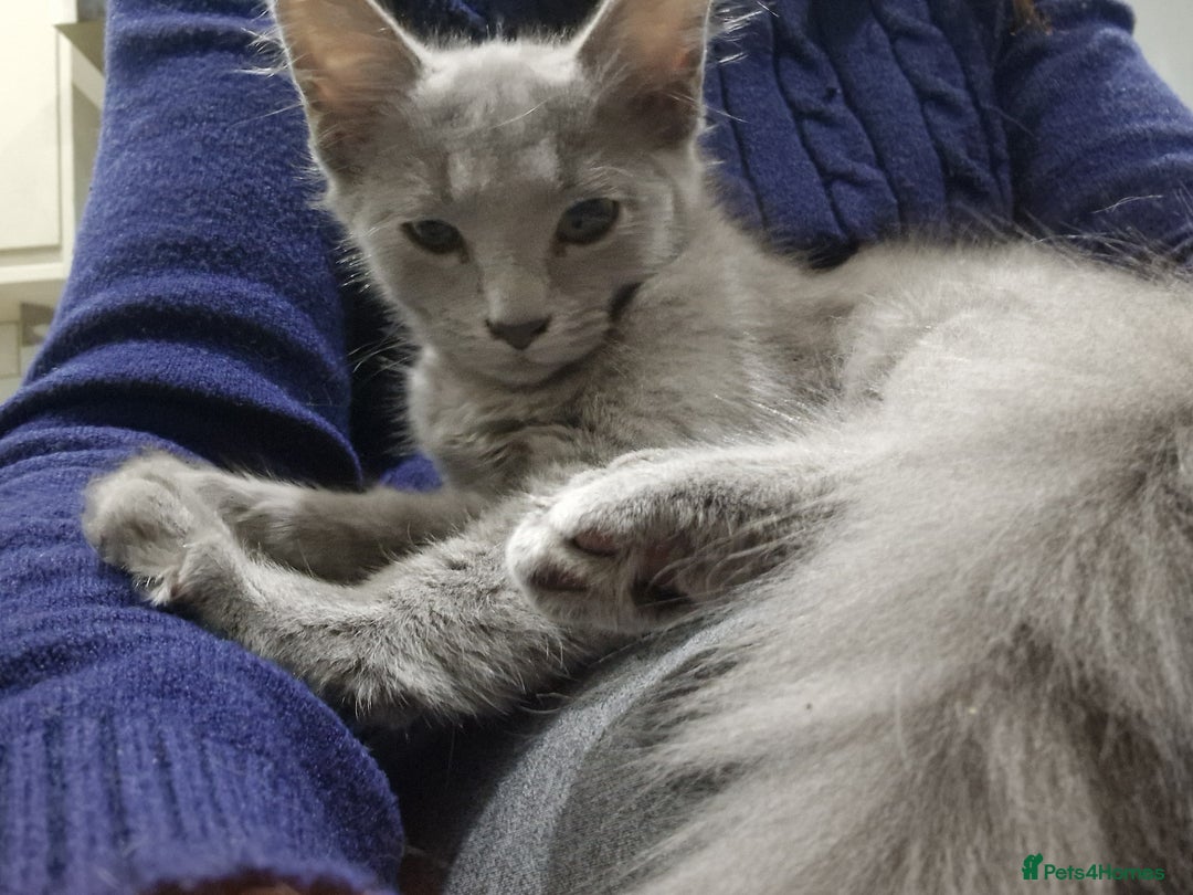 Nebelung cats for sale: Rare breed Pedigree Nebelung girl kitten  - Advert 5