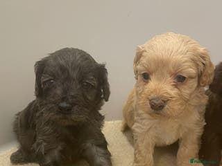 Cockapoo dogs F1 cockapoo p,a,r tested clear - Advert 15