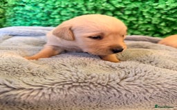 Goldador dogs for sale: 🐾Gorgeous Puppies-Family Raised with Love&Care🐾 - Image 15