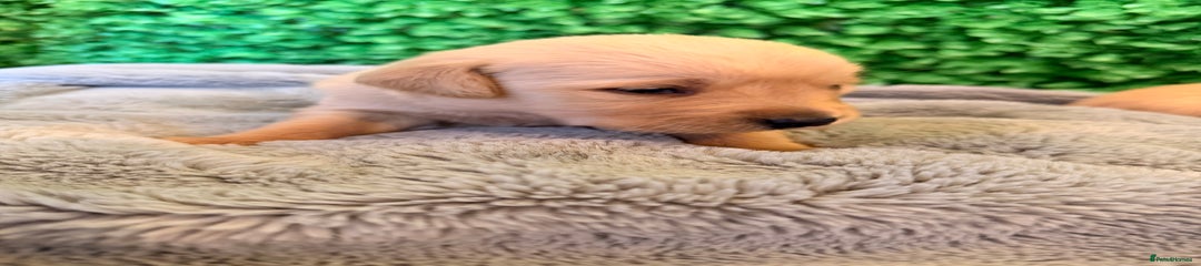 Goldador Puppy 6