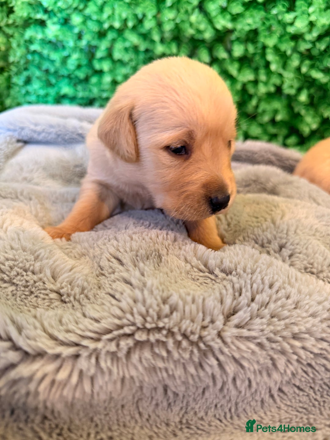 Goldador dogs for sale: 🐾Gorgeous Puppies-Family Raised with Love&Care🐾 - Image 15