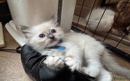 Ragdoll cats for sale: Beautiful  Blue point Mitted Ragdolls  - Image 4
