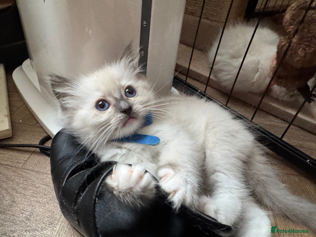 Ragdoll cats for sale: Beautiful  Blue point Mitted Ragdolls  - Image 4