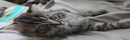Ragdoll cats for sale: 3 beautiful fluffy ragdoll kittens - Advert 36