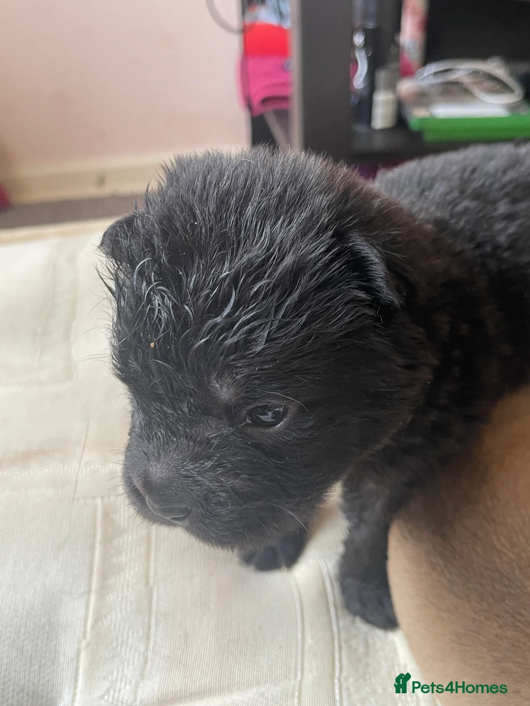 Shar Pei dogs for sale: Shar pei - Advert 16