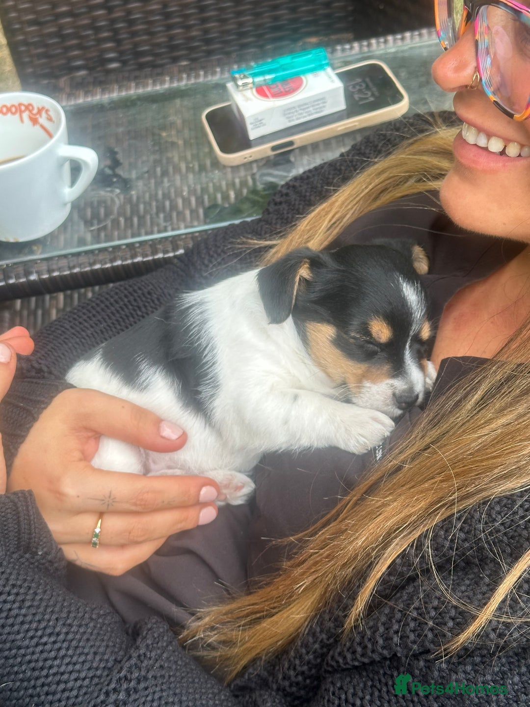 Mixed Breed dogs for sale: Jack Russell x Chorkie Jack Puppies - Image 7