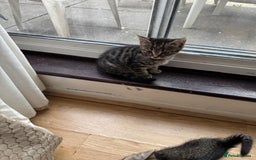 Domestic Shorthair cats for sale: Ekaterine  - Image 3