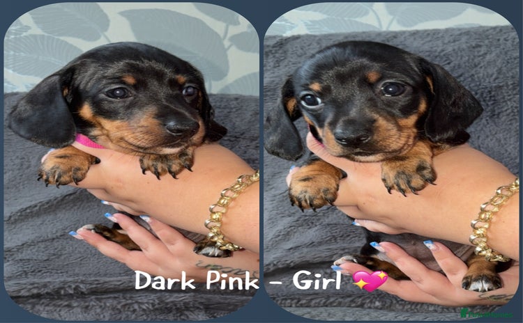 Miniature Dachshund dogs - Advert 2
