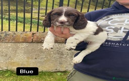 Sprocker dogs for sale: Working Sprockers - Image 4
