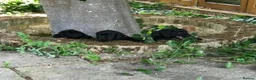 Cockerdor dogs for sale: Ding-Dong Bell,  Puppies in a Well ! in West Malling - Advert 2
