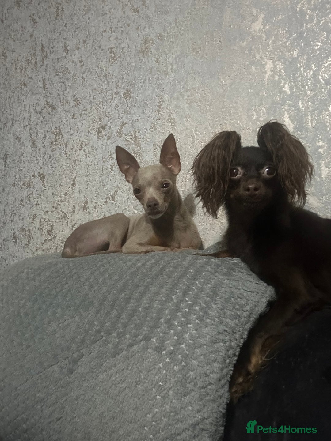 Russian Toy Terrier dogs for sale: Choc & tan smooth coat - Image 7