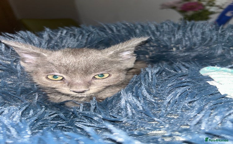 Russian Blue cats - Advert 2