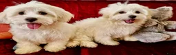 Maltipoo dogs for sale: STUNNING MALTIPOO GIRLS READY TO LEAVE NOW!  - Advert 4