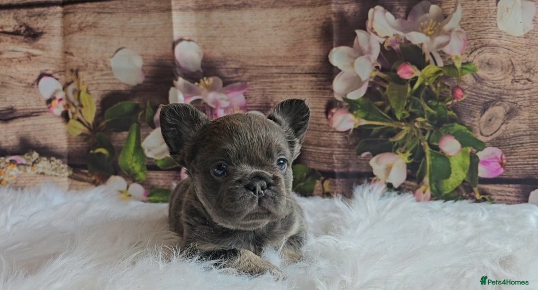 French Bulldog dogs for sale: Welcome to the Fluffy Crew 🥰 - Advert 19