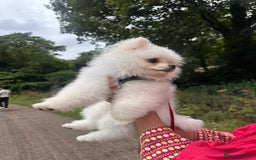 Pomeranian dogs for sale: 5 months Pomeranian puppy - Image 4