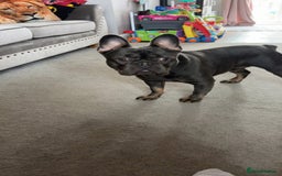 French Bulldog dogs for sale: Navy  - Image 4
