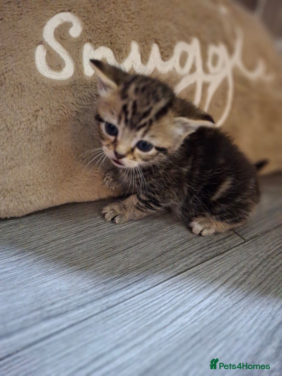 British Shorthair cats for sale: Kittens - Advert 1