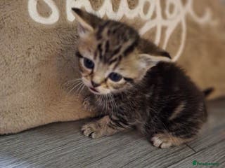 British Shorthair cats Kittens - Advert 6