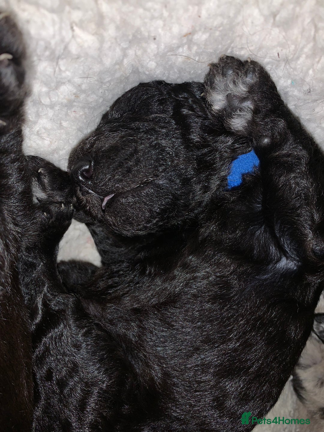 Labradoodle dogs for sale: Adorable Home-Raised F2B Labradoodle Puppies - Advert 12